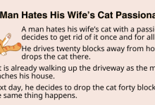 A Man Hates His Wife’s Cat Passionately