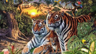 How many tigers can you see