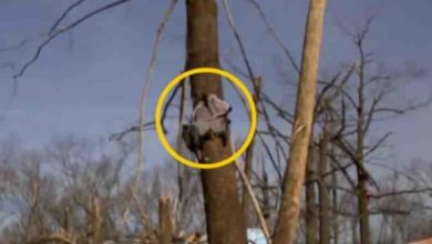 Missing baby found safe in tree