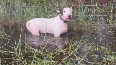 Heartbreaking footage of abandoned dog left tied to fence during Hurricane Milton has people outraged2